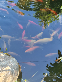 Pesci rossi laghetto