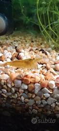 Caridine Yellow