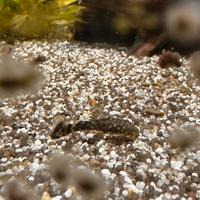 Ancistrus giovani nati nel mio acquario