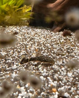Ancistrus giovani nati nel mio acquario