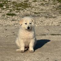 Pastore abruzzese