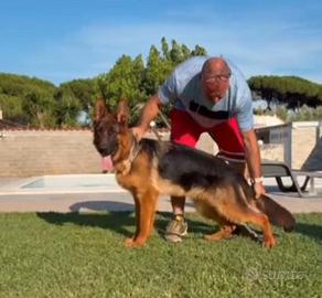 cuccioloni di pastore tedesco