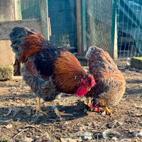 Galline wyandotte