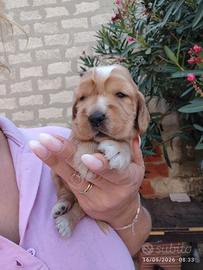 Cuccioli Cocker spaniel inglese