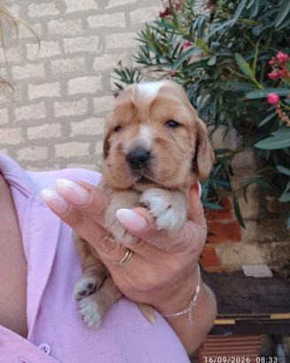 Cuccioli Cocker spaniel inglese