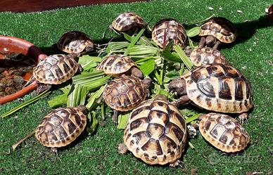 Tartaruga Hermanni