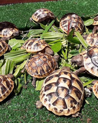 Tartaruga Hermanni