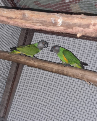 Coppia di Senegal Italiani