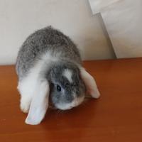 Coniglio nano femmina