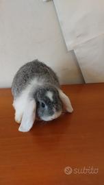 Coniglio nano femmina