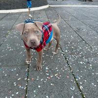 Cucciola di pittbull