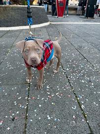 Cucciola di pittbull