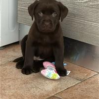 Labrador pedigree