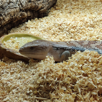 Tiliqua scincoides intermedia