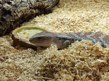 Tiliqua scincoides intermedia