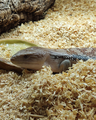 Tiliqua scincoides intermedia