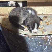 Cuccioli di segugio/jack russel caccia coniglio