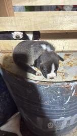 Cuccioli di segugio/jack russel caccia coniglio