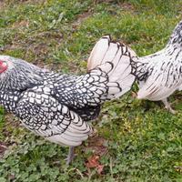 Coppia Sebright gallo e gallina