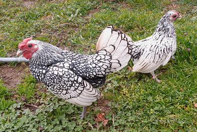 Coppia Sebright gallo e gallina