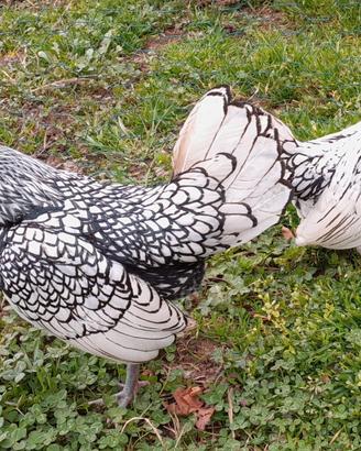 Coppia Sebright gallo e gallina