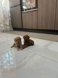 Orsetti mini mini toy