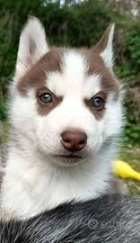 Husky Siberian cucciolo