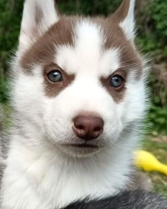 Husky Siberian cucciolo