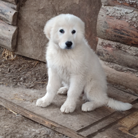 Pastore maremmano abruzzese