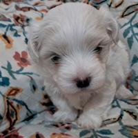 Maltese