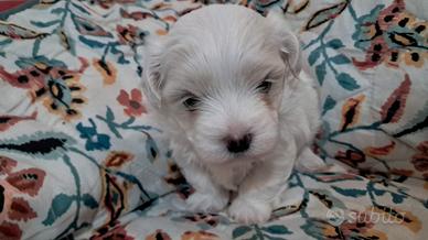 Maltese