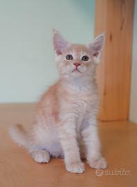 Meravigliosi Cuccioli di Maine Coon