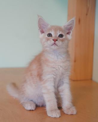 Meravigliosi Cuccioli di Maine Coon