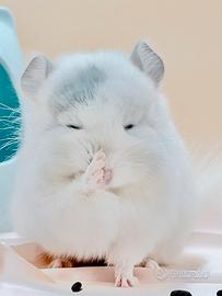 Cucciolo Cincillà Chinchilla Angora