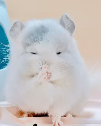 Cucciolo Cincillà Chinchilla Angora