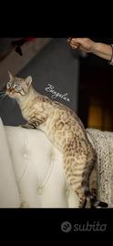 Cuccioli gatti del bengala