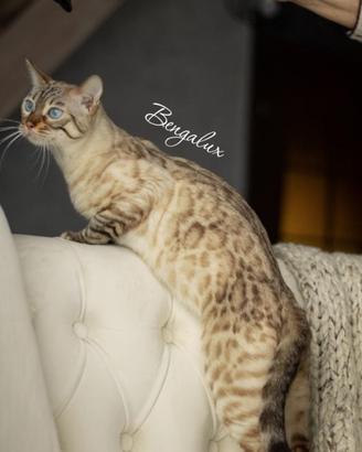 Cuccioli gatti del bengala