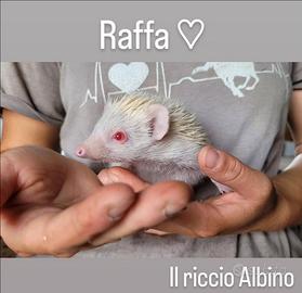 Riccio Africano Albino