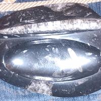 fossile Di Orthoceras Lavorato A posacenere 