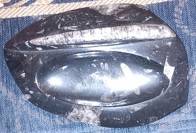 fossile Di Orthoceras Lavorato A posacenere 