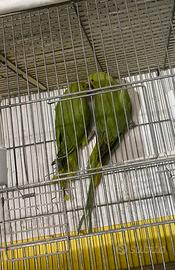 Vend parrochetti dal collare 100 l.uno non tra