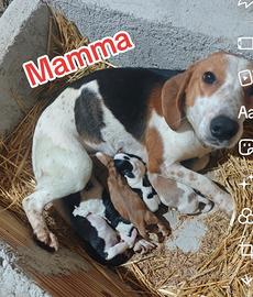 Segugio -beagle Cani da caccia