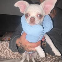 Chiwawa maschio