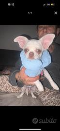 Chiwawa maschio