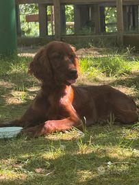 Setter irlandese