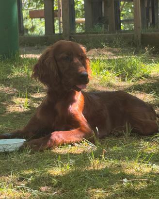 Setter irlandese