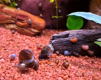 Lumache Planobarius