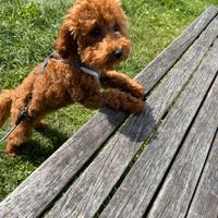 Toy poodle