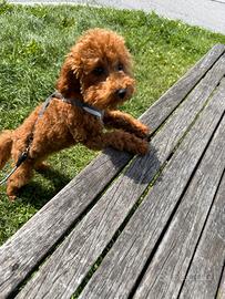 Toy poodle