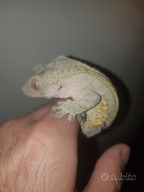 Geco Correlophus ciliatus maschio